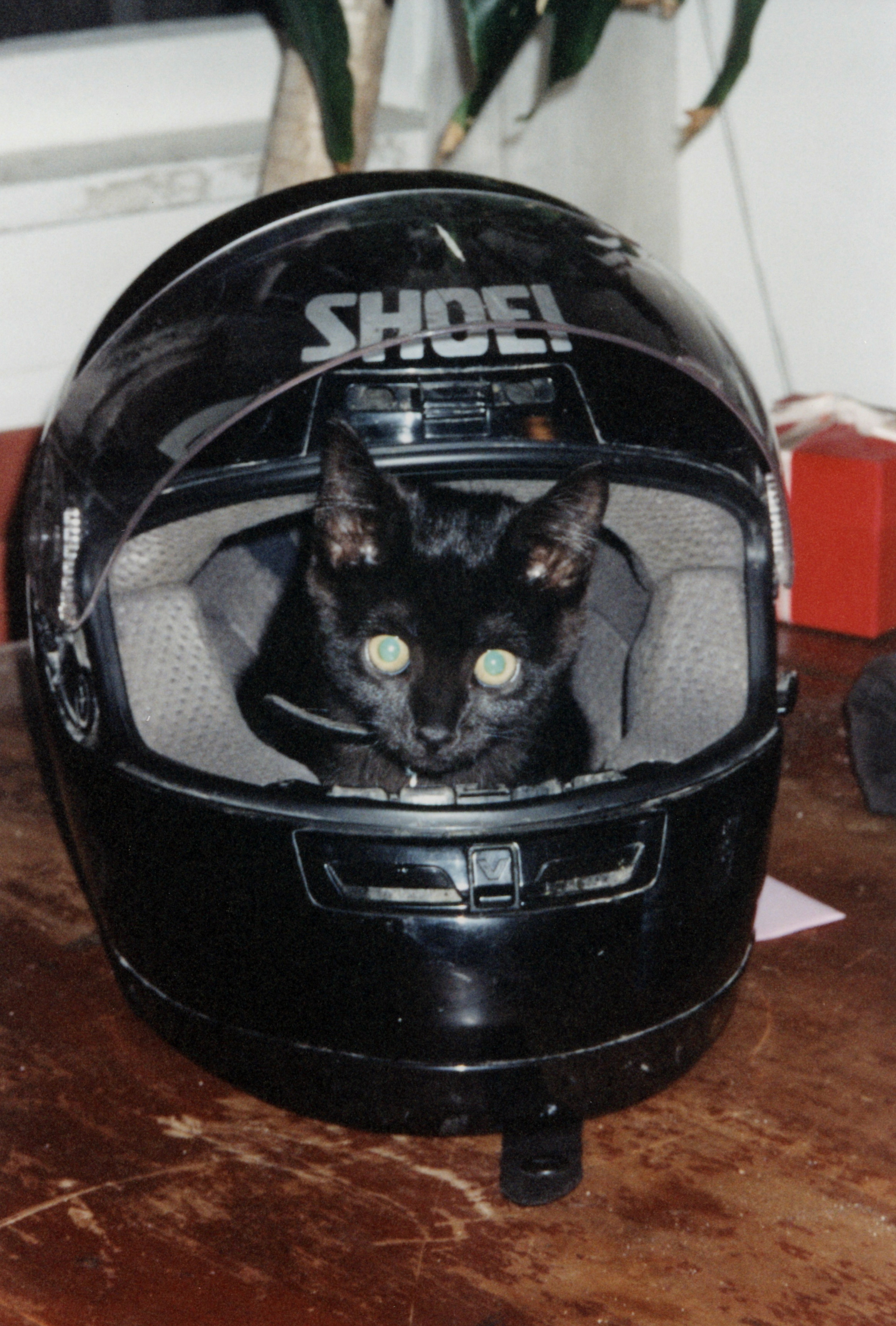 cat motorcycle